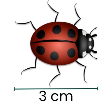 nyckelpiga i skala 6:1